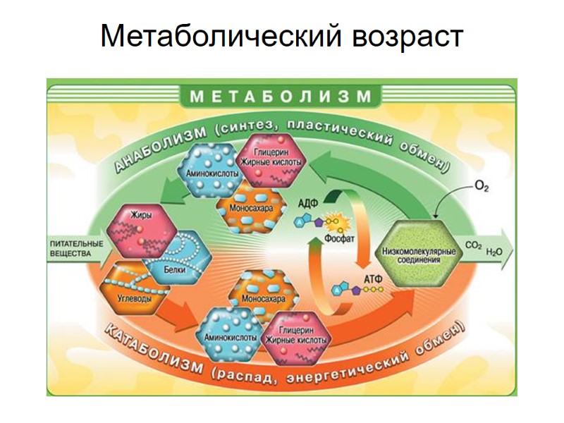 Метаболический возраст